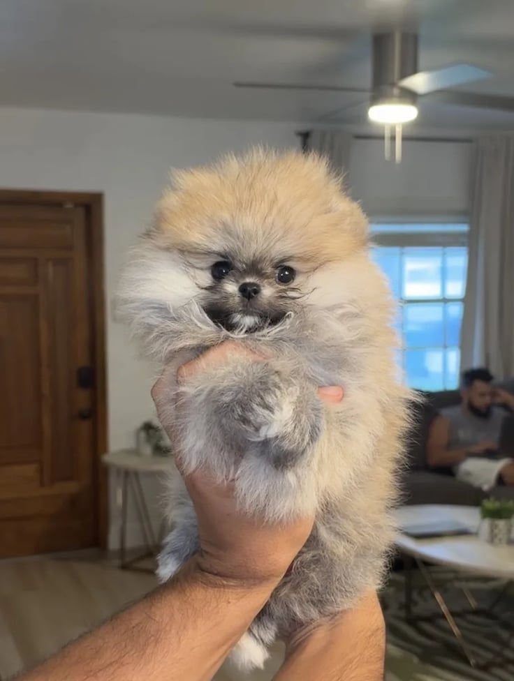 Tank - Teacup Pomeranian