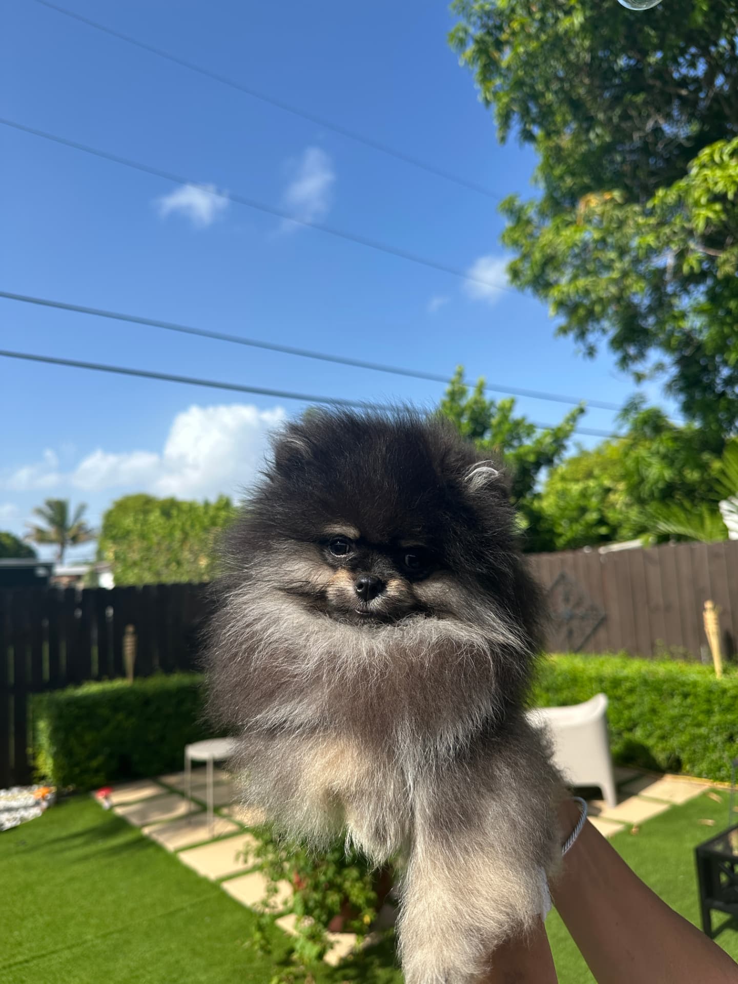 Squishy - Teacup Pomeranian Puppy For Sale | Platinum Pups Miami