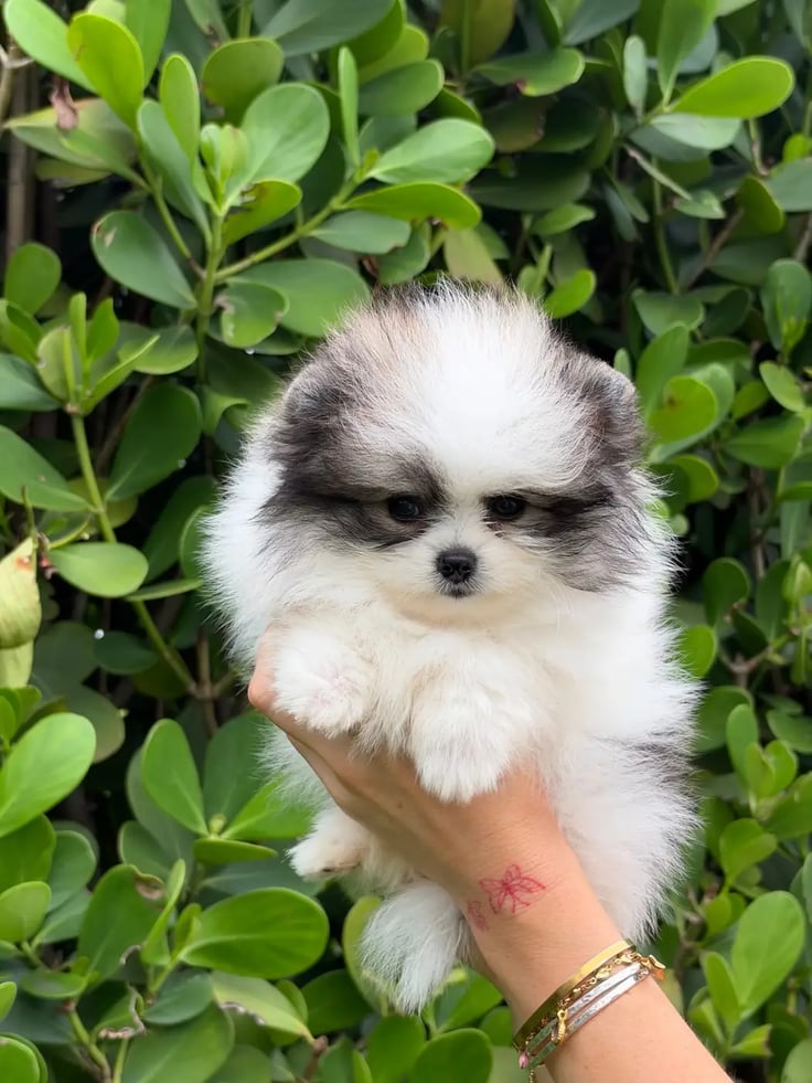 Cooper - Micro Teacup Pomeranian - Photo 1