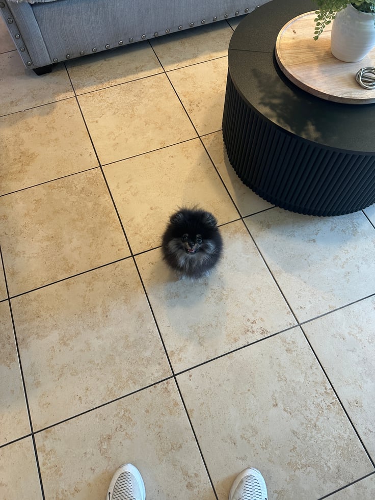 Bear - Micro Teacup Pomeranian - Photo 2