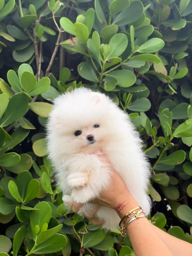 Latte - Micro Teacup Pomeranian - Photo 1