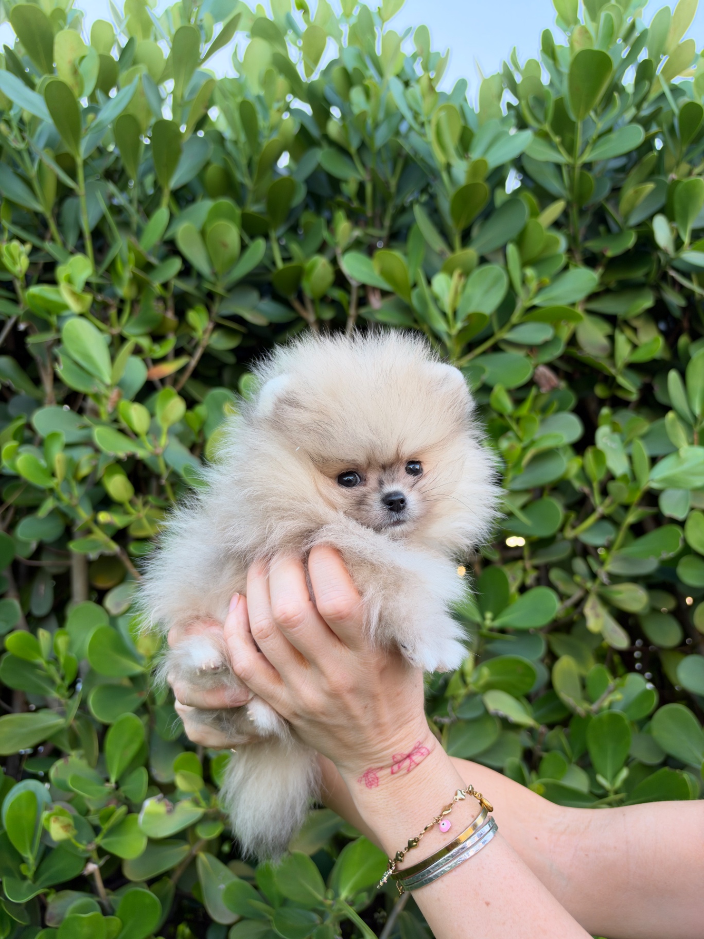 Kobe — teacup Pomeranian puppy from Platinum Pups of Miami