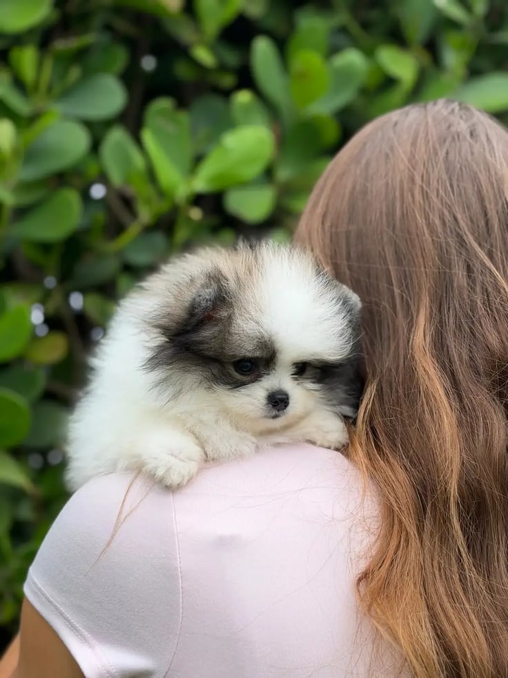 Cooper - Micro Teacup Pomeranian - Photo 8
