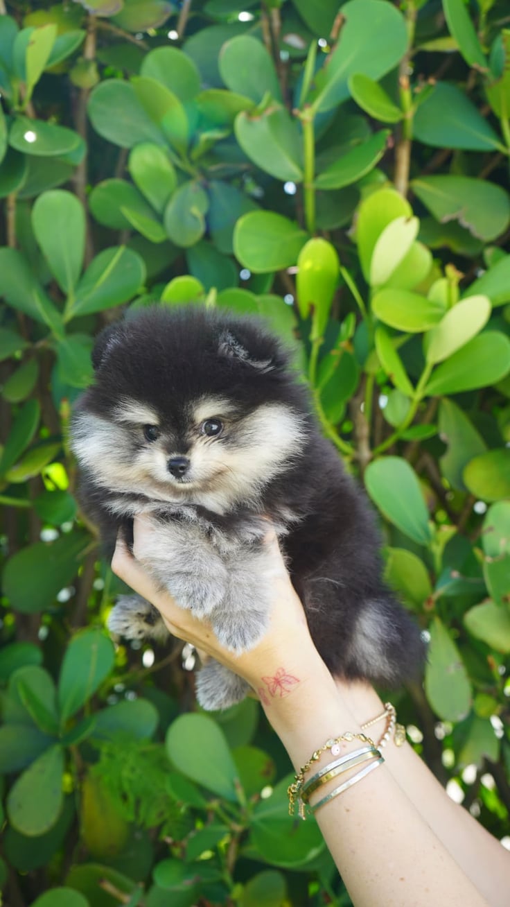 Nala - Micro Teacup Pomeranian - Photo 3