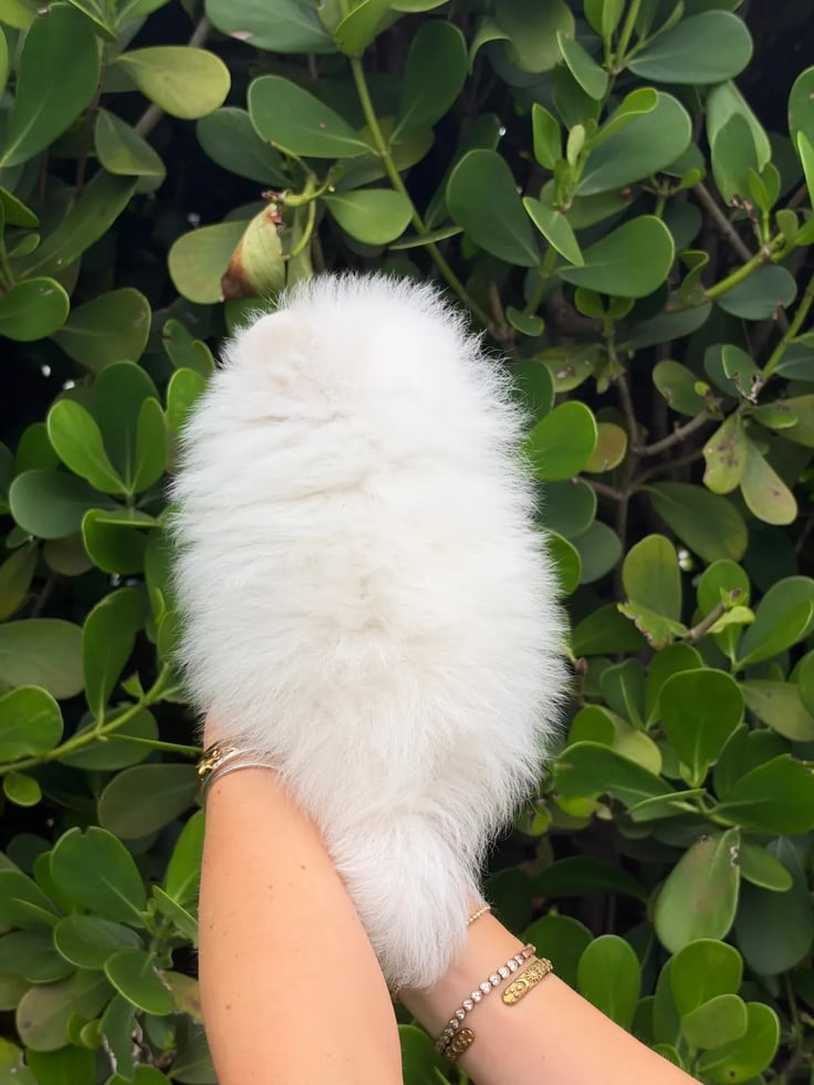 Latte - Micro Teacup Pomeranian - Photo 6