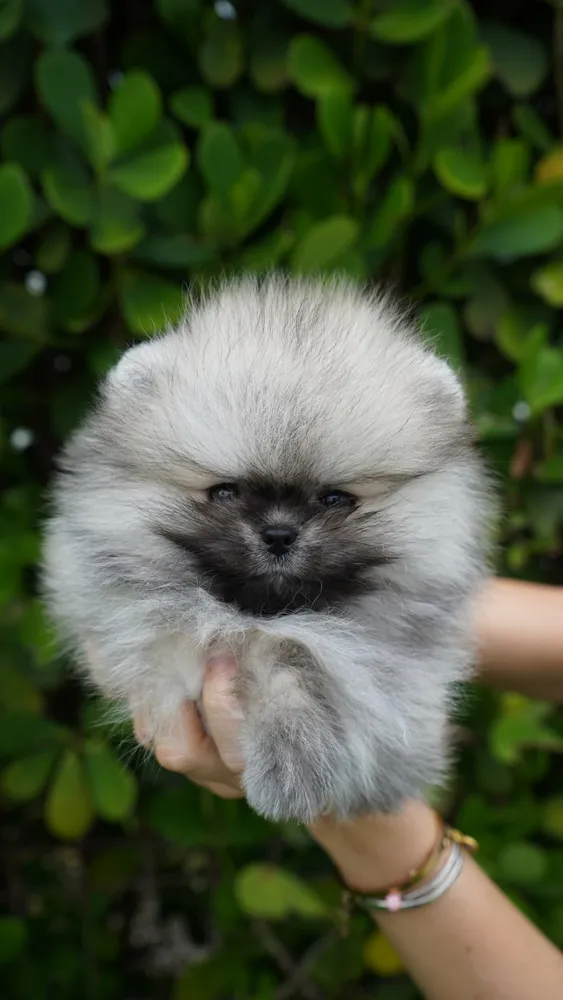 Pistachio - teacup Pomeranian placed with a family