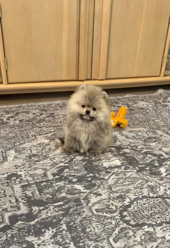 Jax - Micro Teacup Pomeranian - Photo 5