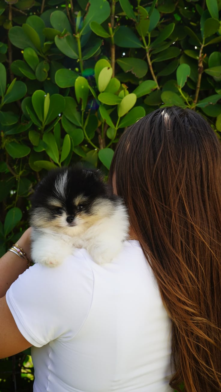 Enzo - Micro Teacup Pomeranian - Photo 6
