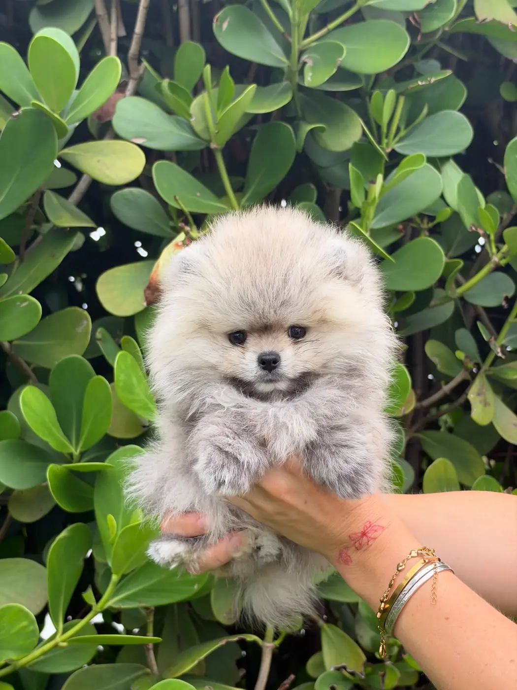 Jax - teacup Pomeranian placed with a family