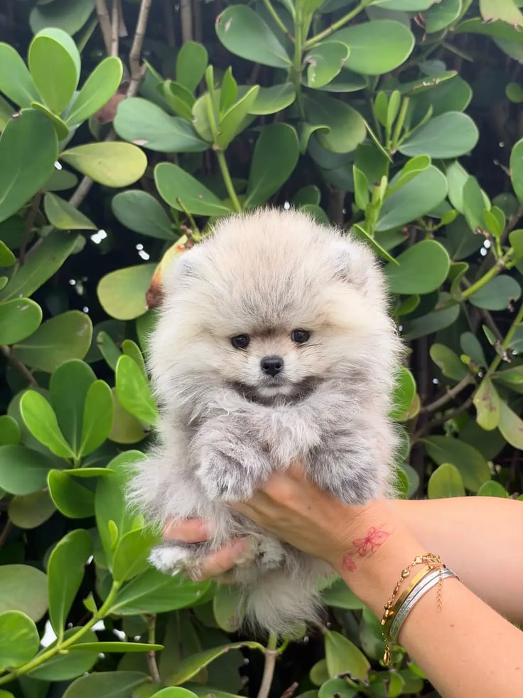 Jax - Micro Teacup Pomeranian - Photo 1