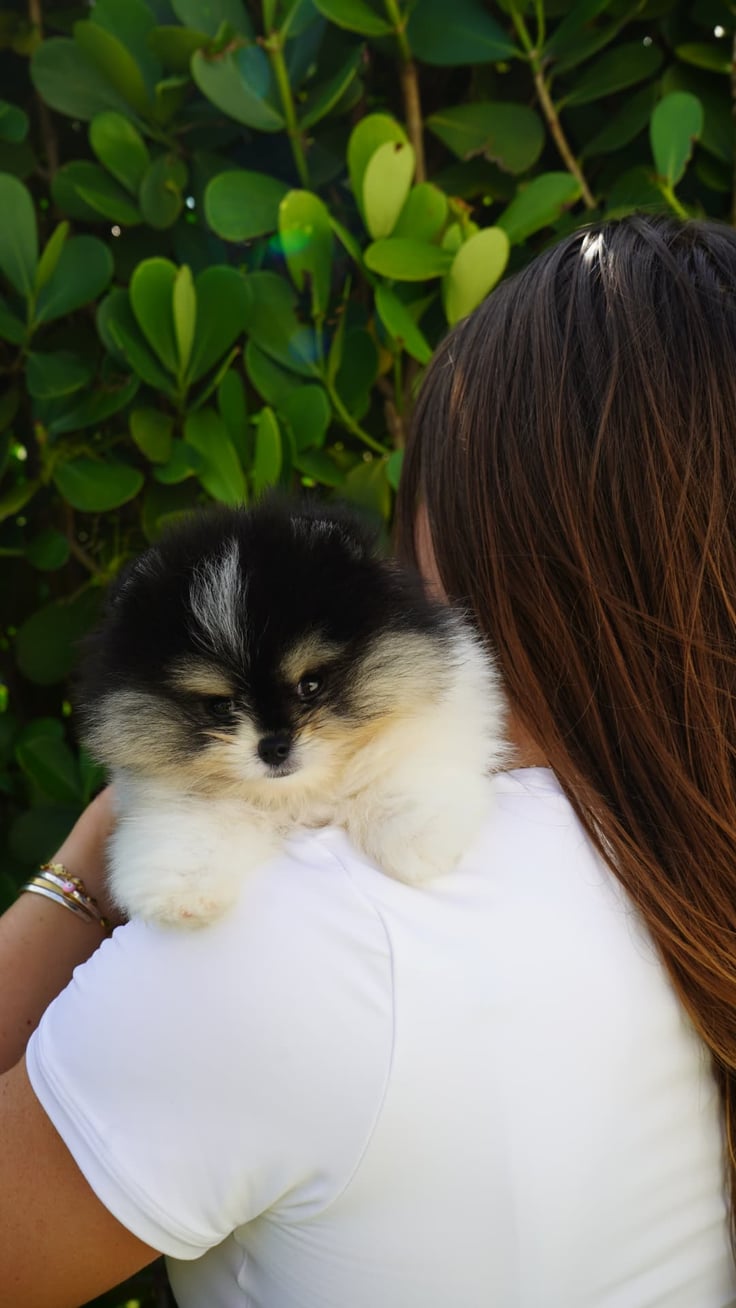 Enzo - Micro Teacup Pomeranian - Photo 7