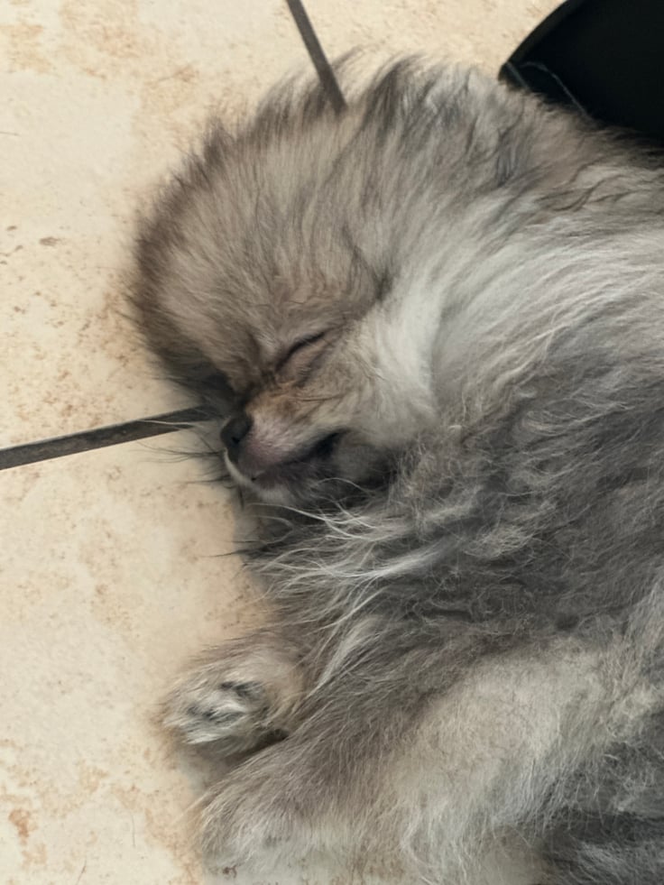 Penny - Micro Teacup Pomeranian - Photo 9