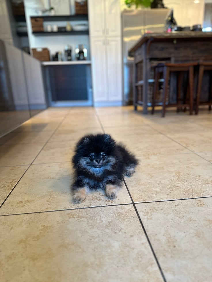 Bear - Micro Teacup Pomeranian - Photo 5