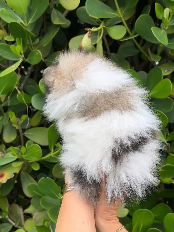 Cooper - Micro Teacup Pomeranian - Photo 7