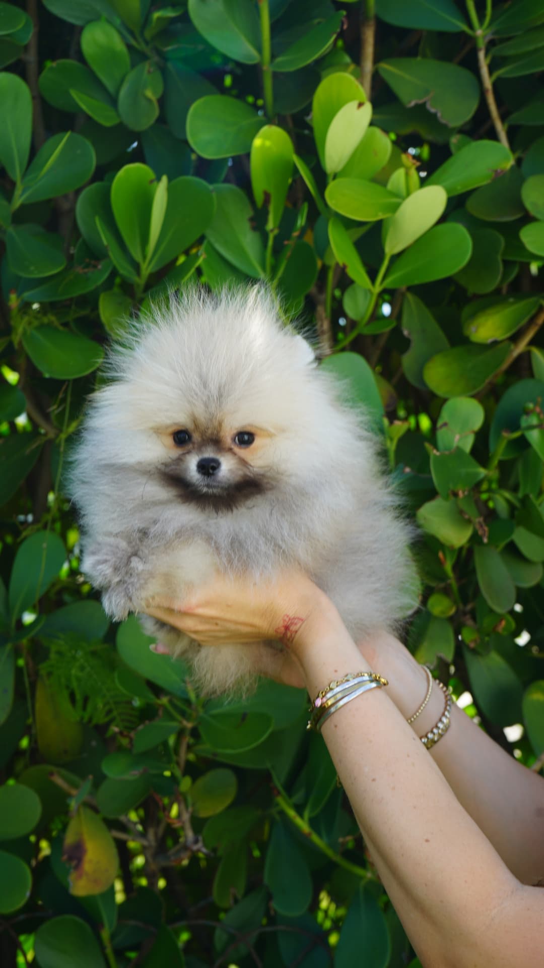 Kodi - Adopted Micro Teacup Pomeranian Puppy from Platinum Pups of Miami