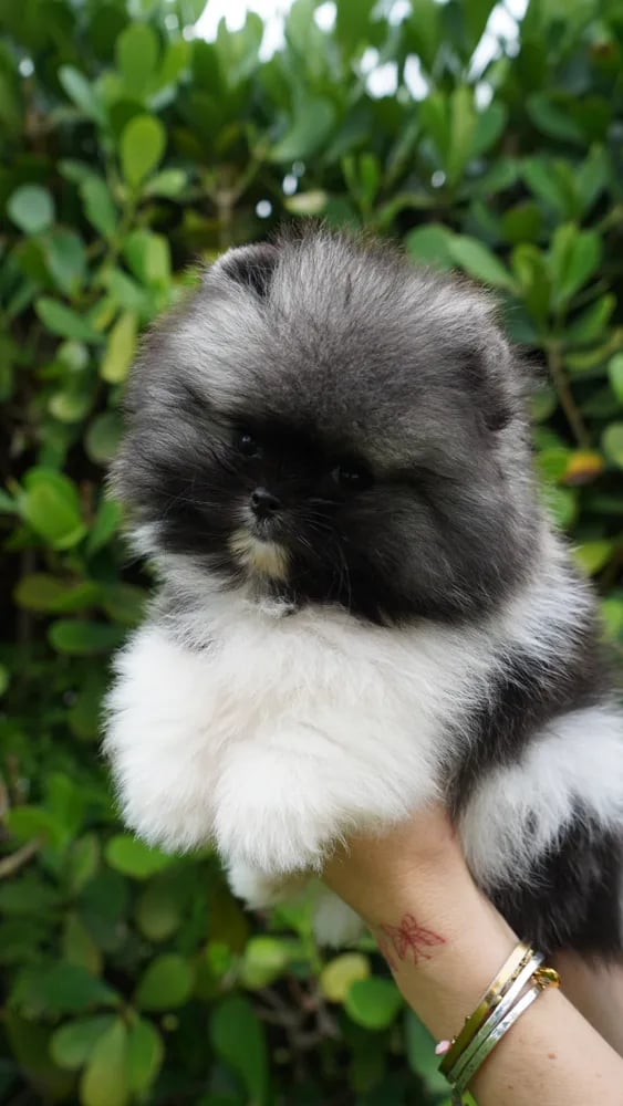 Joe - Micro Teacup Pomeranian Puppy For Sale from Platinum Pups of Miami