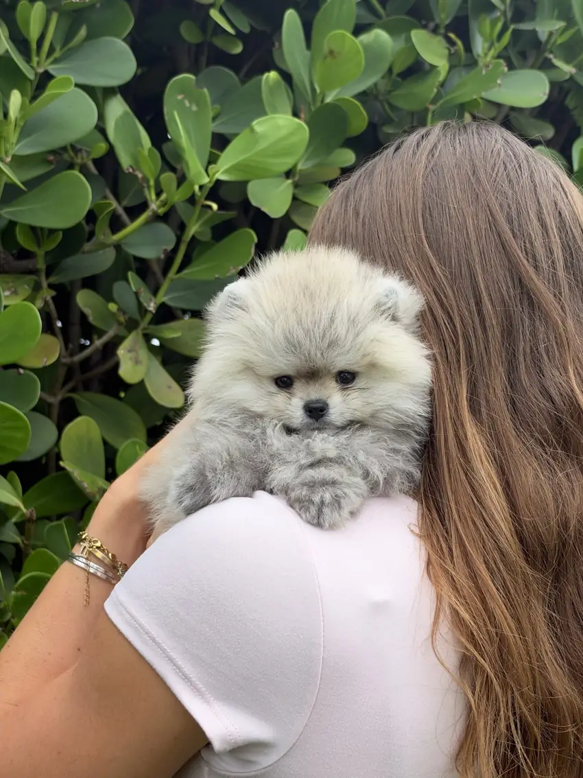 A Platinum Pups of Miami family member holding a fluffy teacup Pomeranian puppy