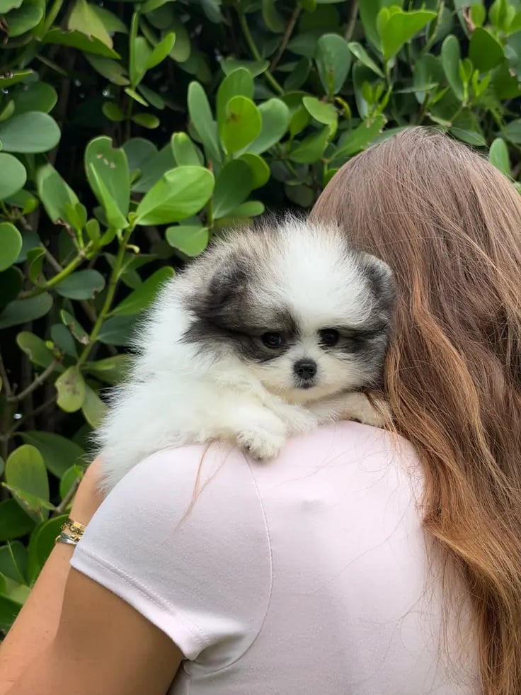 Cooper - Micro Teacup Pomeranian - Photo 5