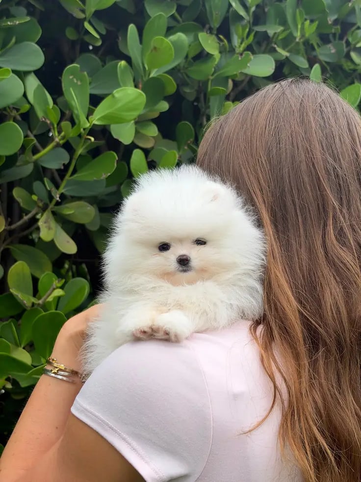 Latte - Micro Teacup Pomeranian - Photo 5