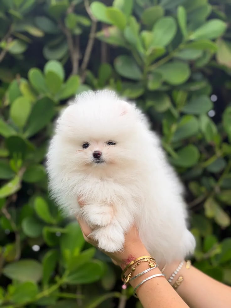 Latte - Micro Teacup Pomeranian - Photo 2