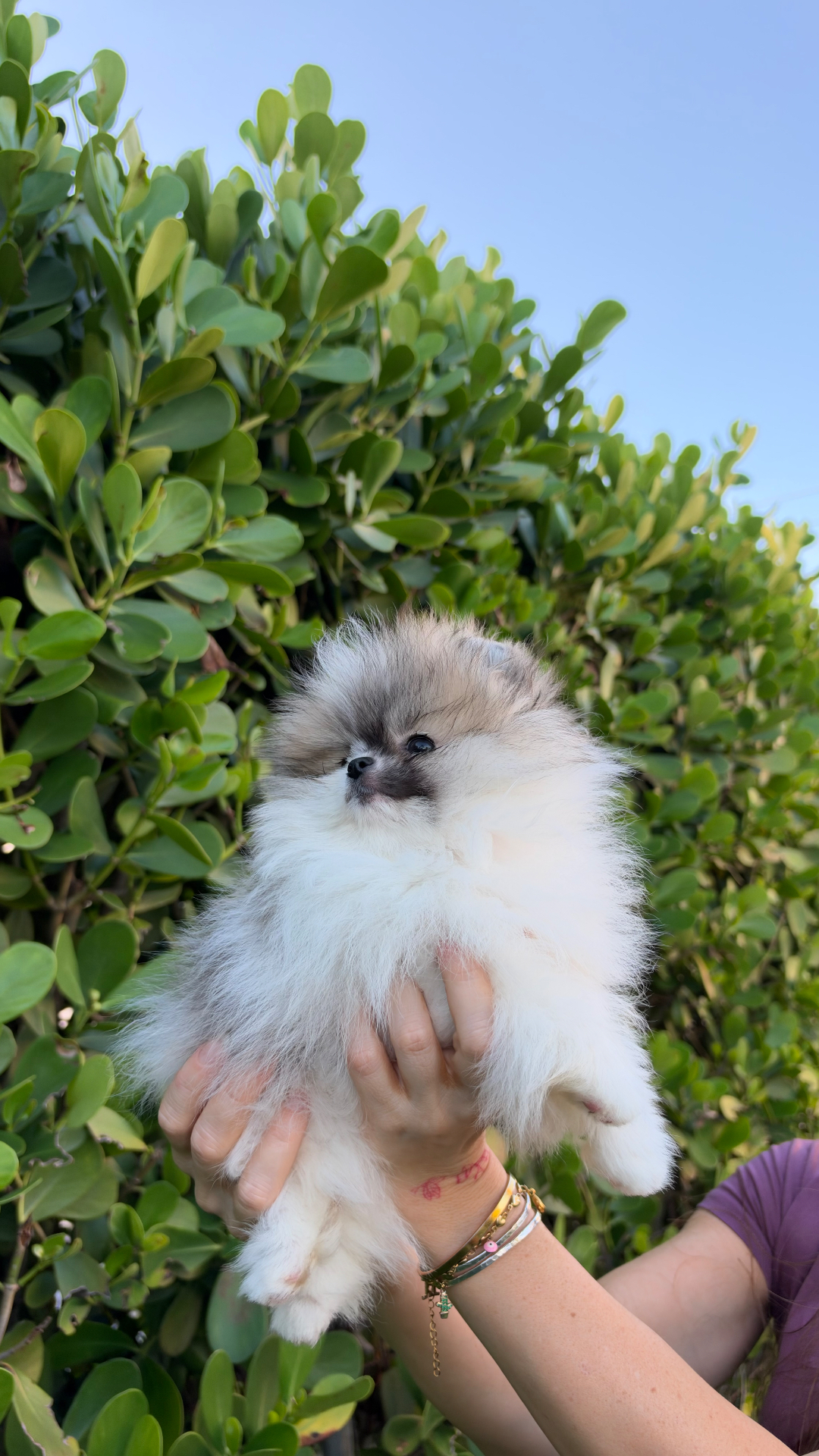 Misty — teacup Pomeranian puppy from Platinum Pups of Miami
