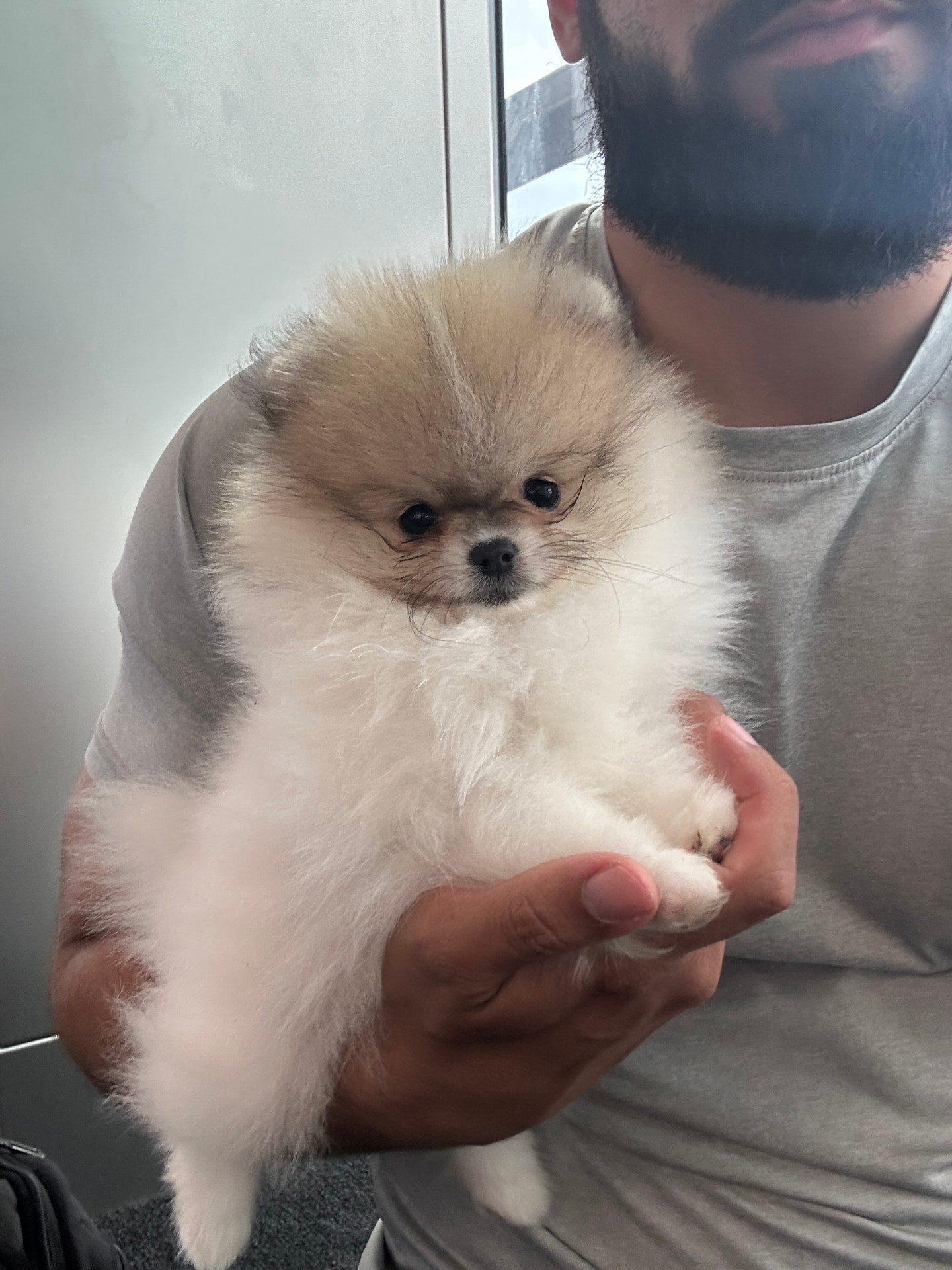 Marshmallow — teacup Pomeranian puppy available for delivery to Aspen & Vail, CO
