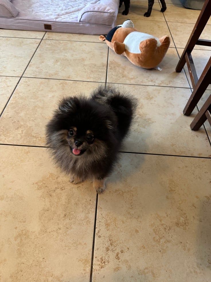 Bear - Micro Teacup Pomeranian - Photo 3