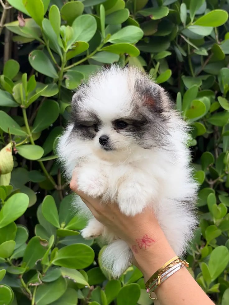 Cooper - Micro Teacup Pomeranian - Photo 3