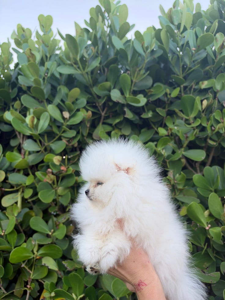 Kiki - Photo 3