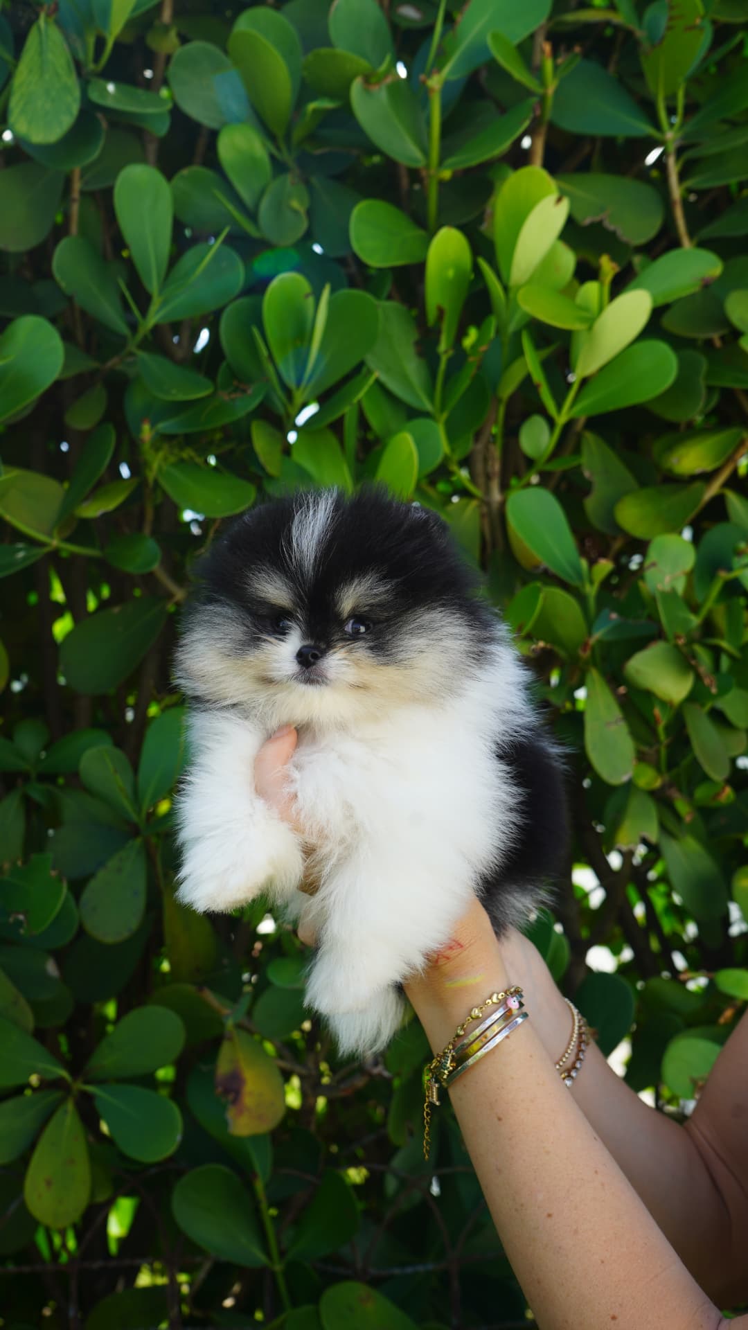Enzo - Adopted Micro Teacup Pomeranian Puppy from Platinum Pups of Miami