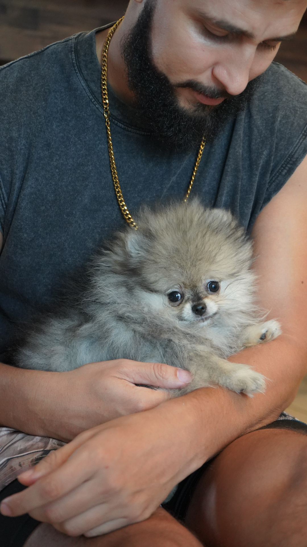 Penny - Micro Teacup Pomeranian Puppy For Sale from Platinum Pups of Miami