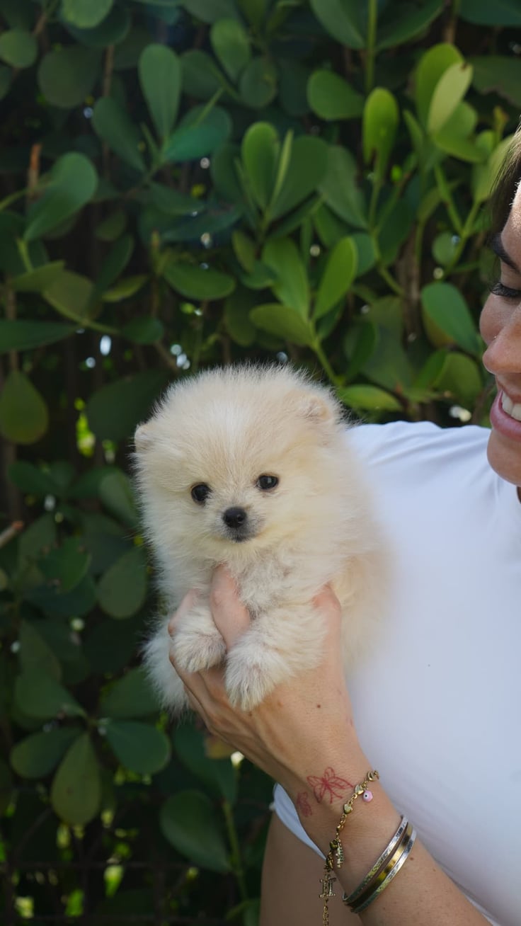 Peaches - Micro Teacup Pomeranian - Photo 2