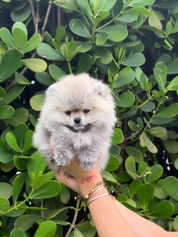 Jax - Micro Teacup Pomeranian - Photo 3