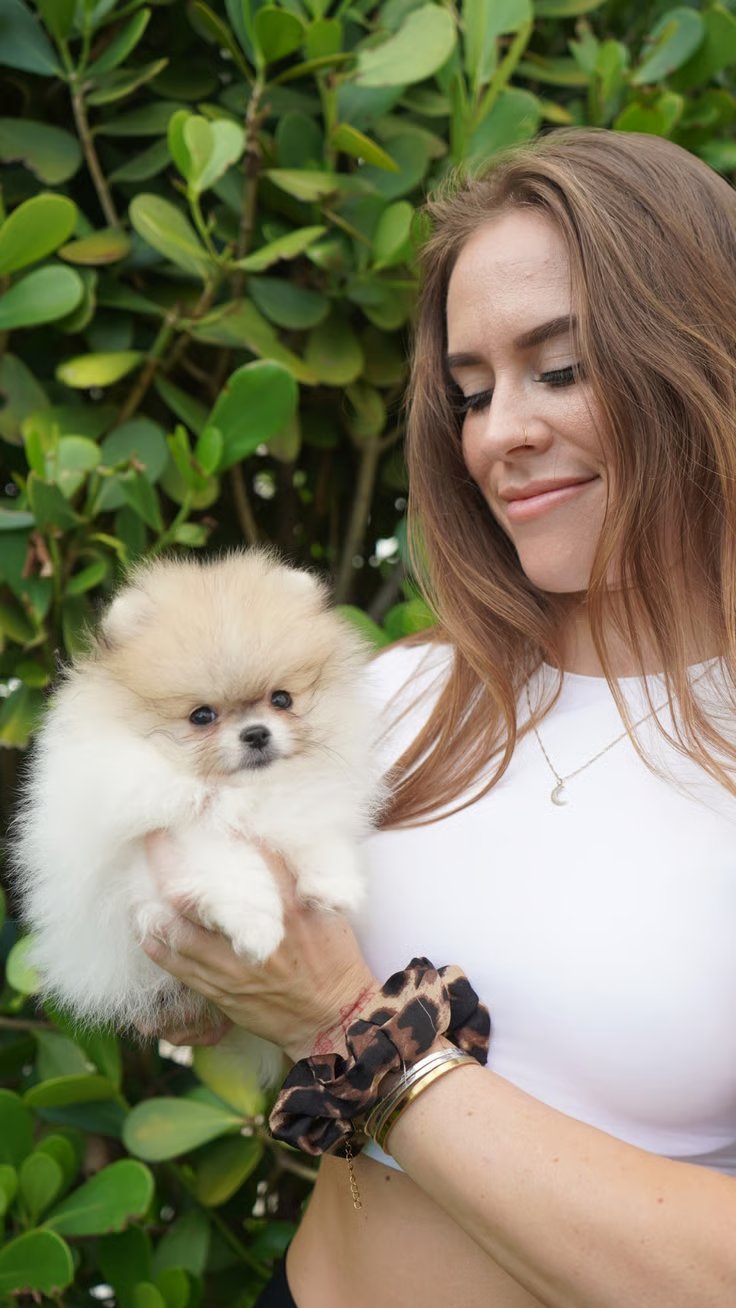 Marshmallow - Micro Teacup Pomeranian Puppy For Sale from Platinum Pups of Miami