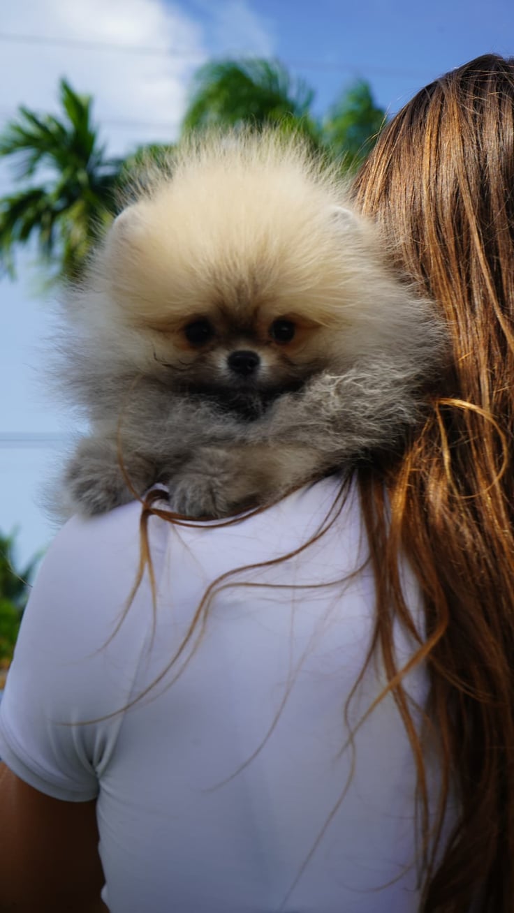 Kodi - Micro Teacup Pomeranian - Photo 2