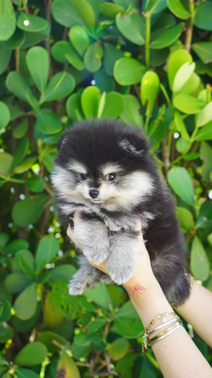 Nala - Micro Teacup Pomeranian - Photo 4