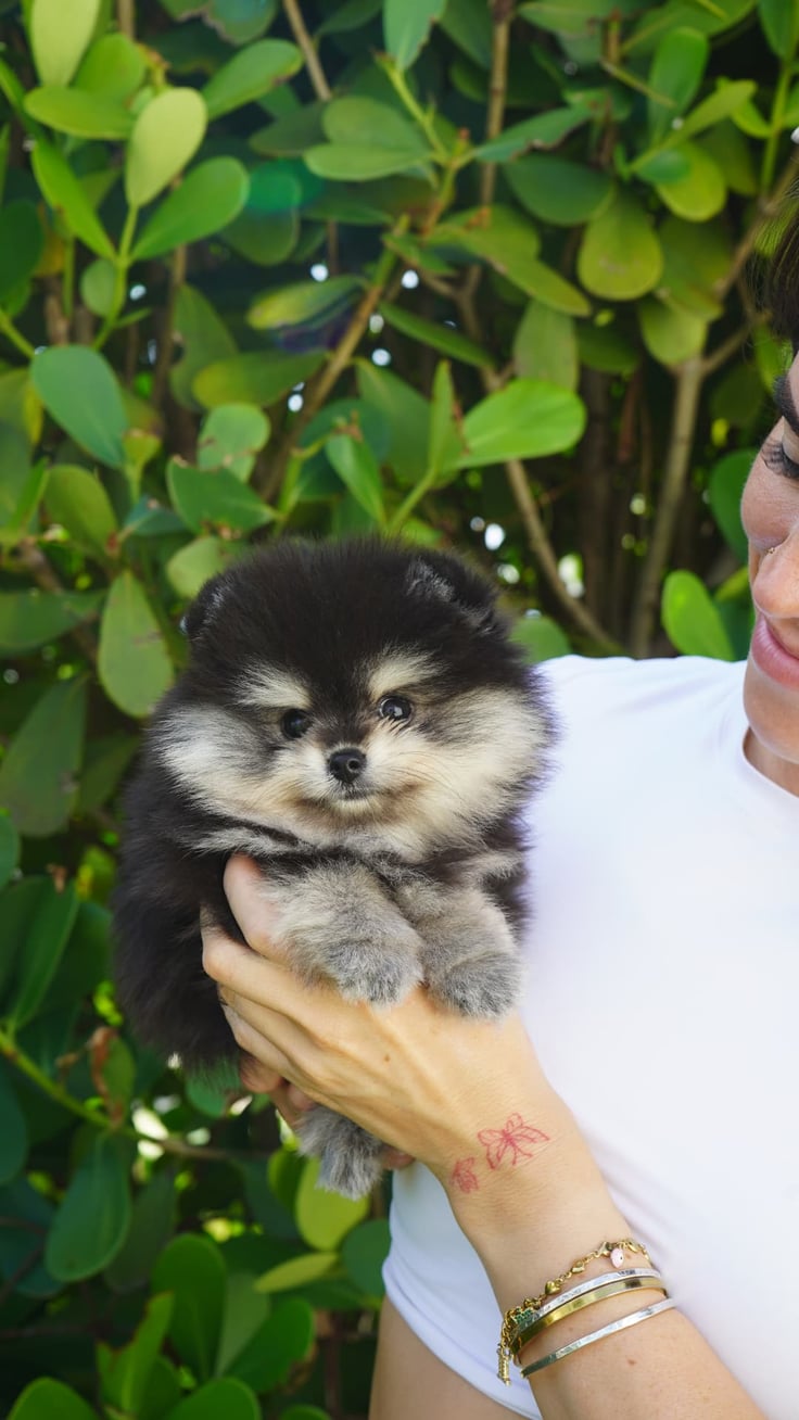 Nala - Micro Teacup Pomeranian - Photo 2
