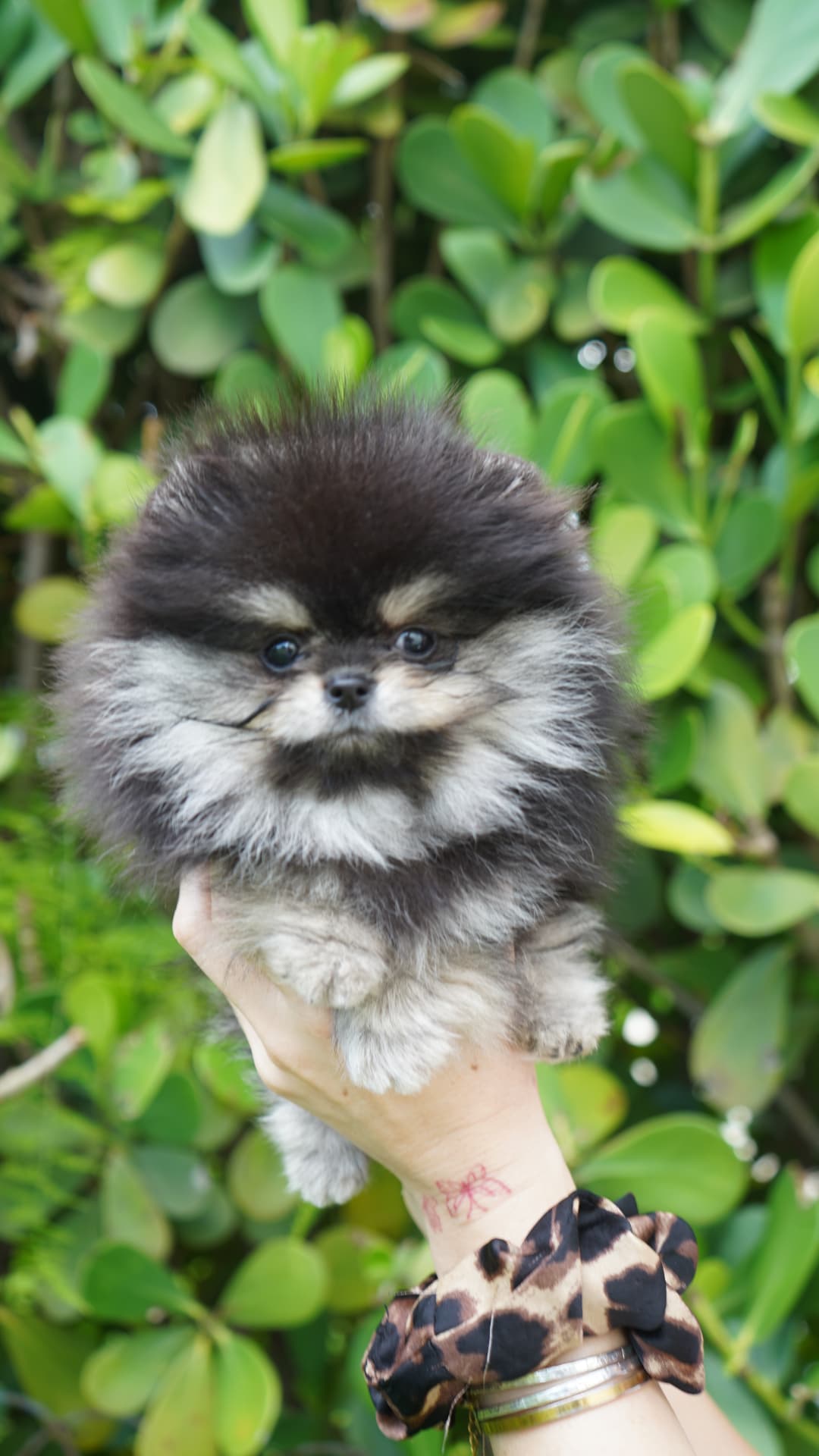 Ace - Teacup Pomeranian puppy for sale