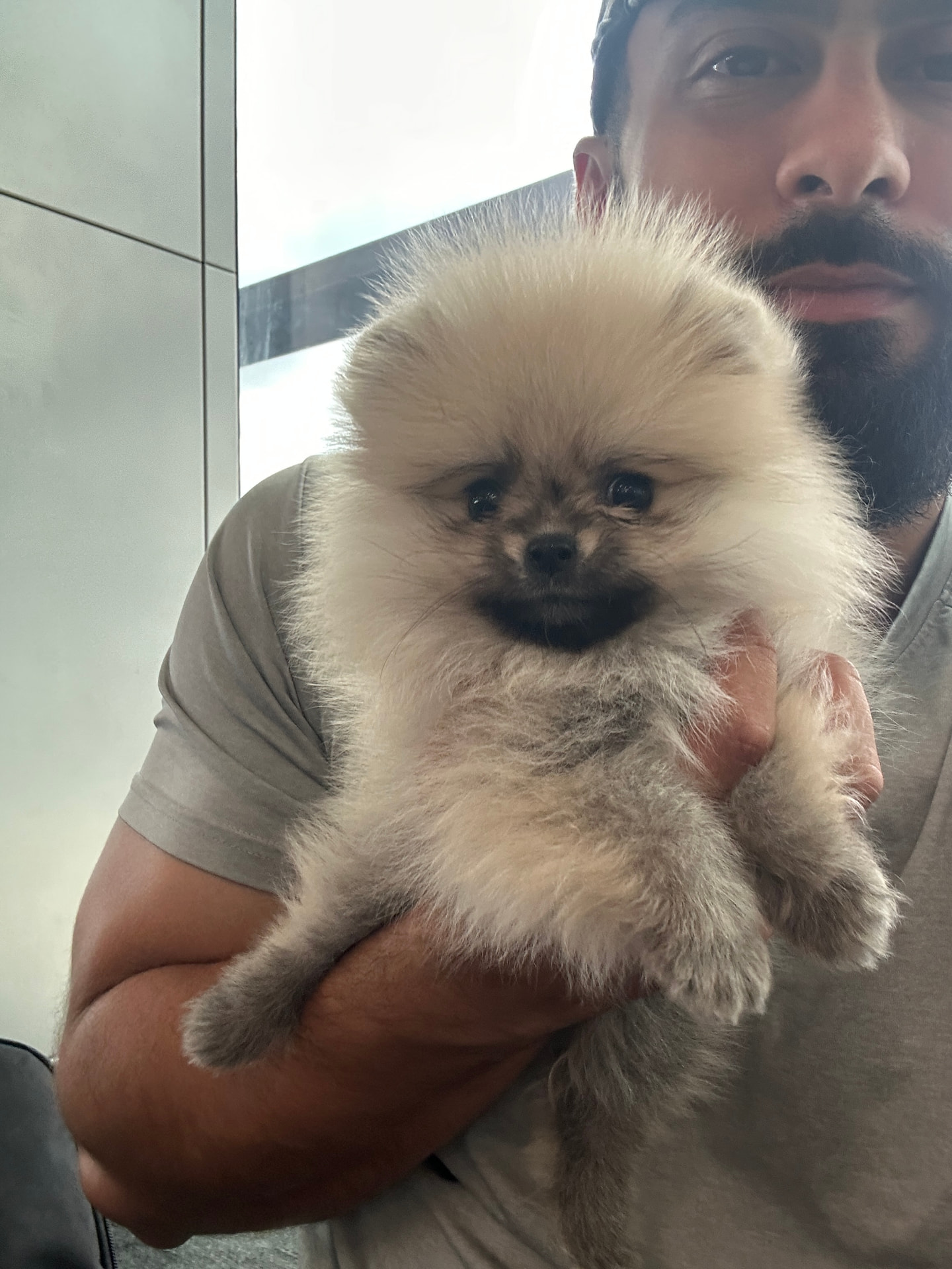 Ruby — teacup Pomeranian puppy available for delivery to Aspen & Vail, CO