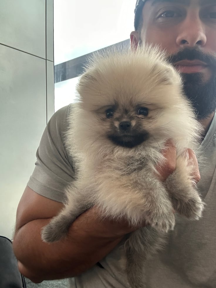 Ruby - Micro Teacup Pomeranian
