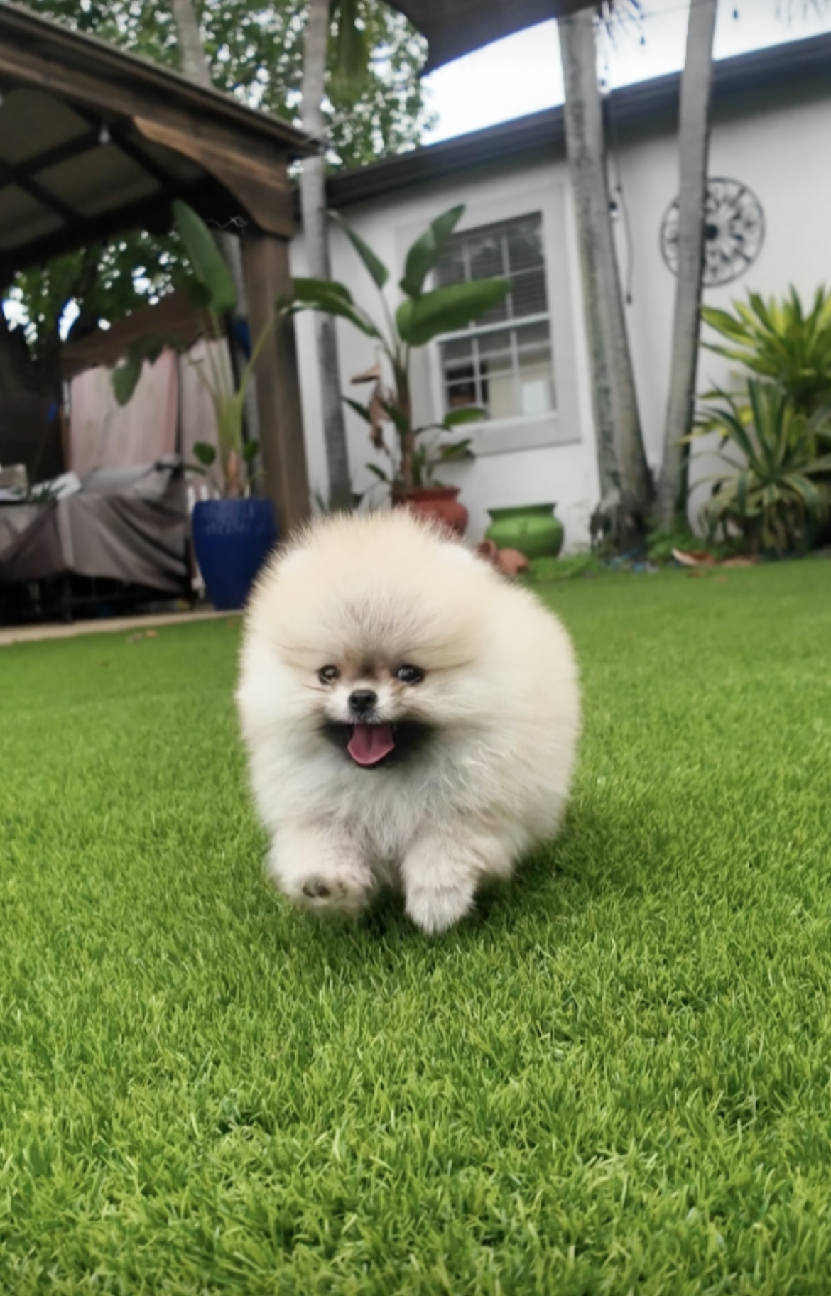 Amber - Micro Teacup Pomeranian Puppy For Sale from Platinum Pups of Miami
