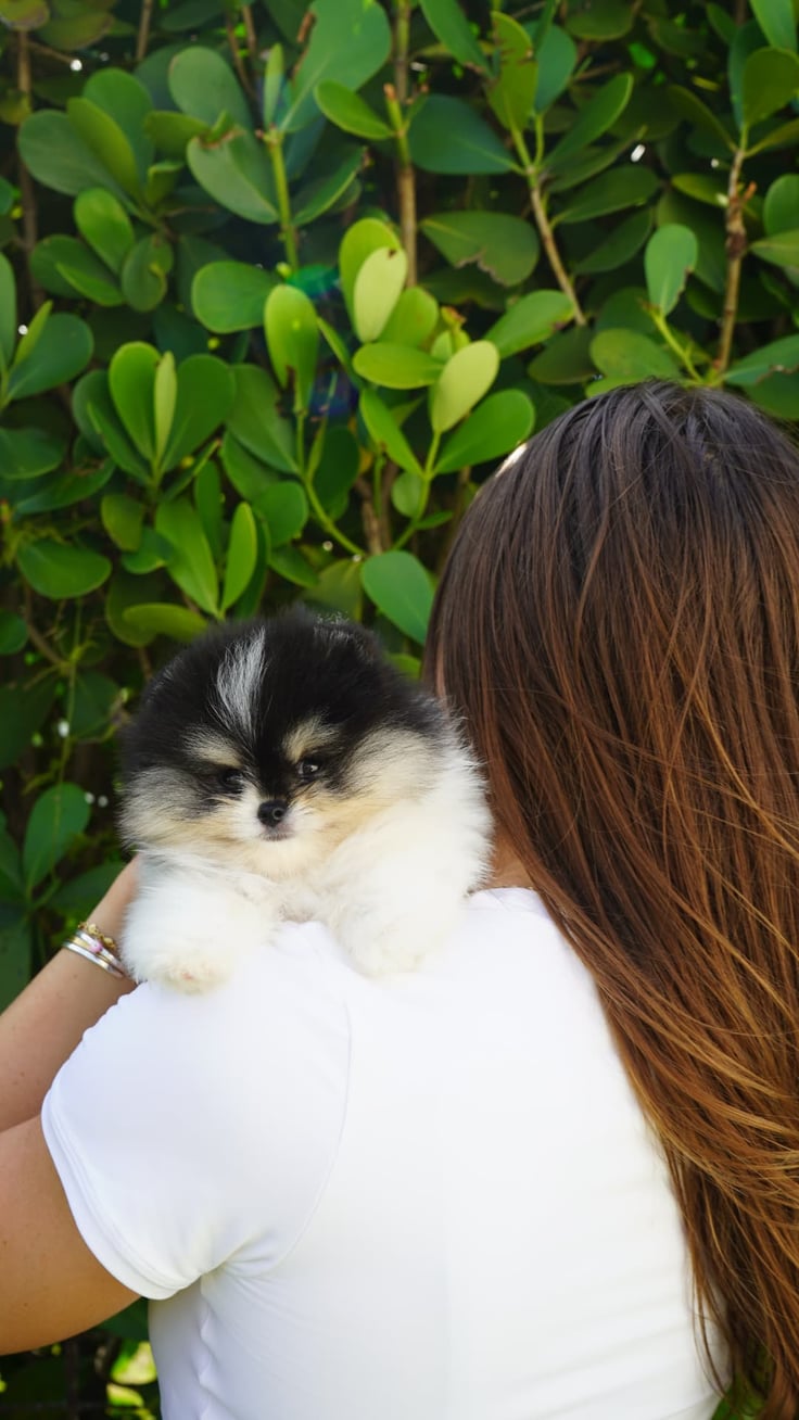 Enzo - Micro Teacup Pomeranian - Photo 5