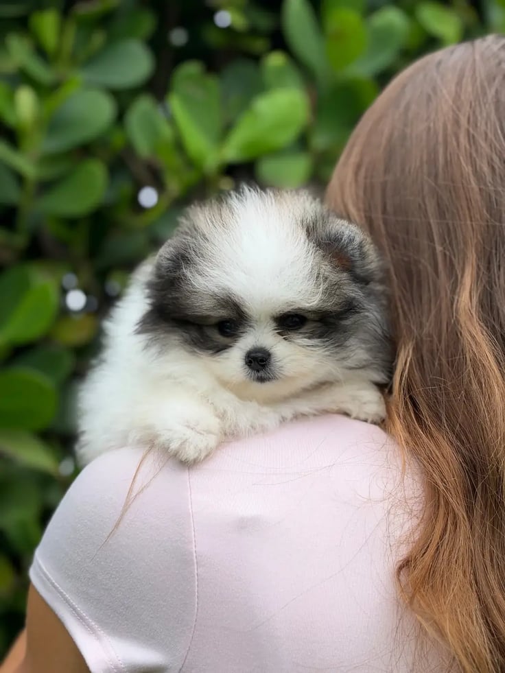 Cooper - Micro Teacup Pomeranian - Photo 6