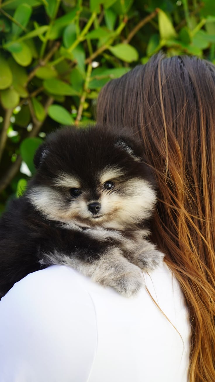 Nala - Micro Teacup Pomeranian - Photo 6