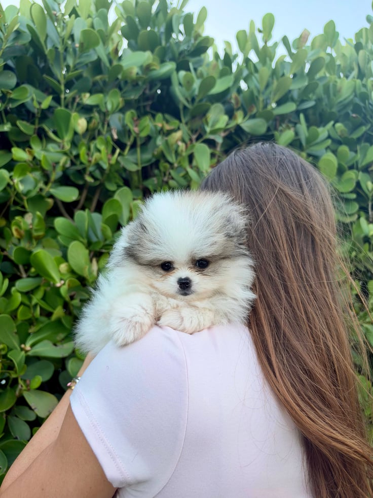 Pumpkin - Teacup Pomeranian