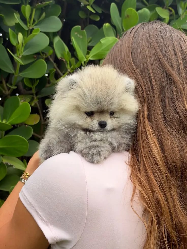 Jax - Micro Teacup Pomeranian - Photo 4