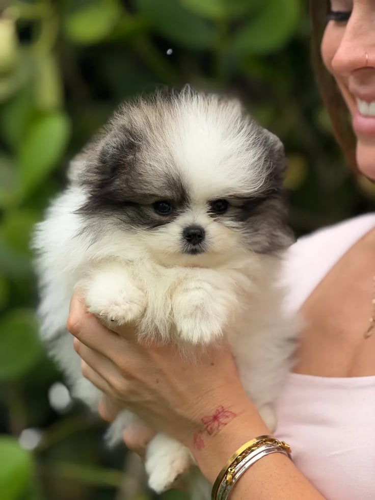 Cooper - Micro Teacup Pomeranian - Photo 4