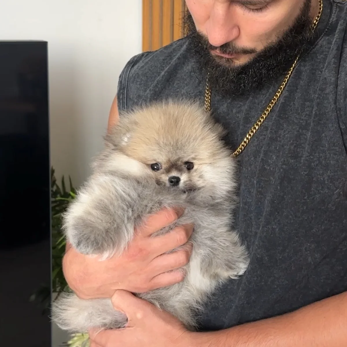 Orange Sable Pomeranian: The Korean-Lineage Coat Guide (2026)