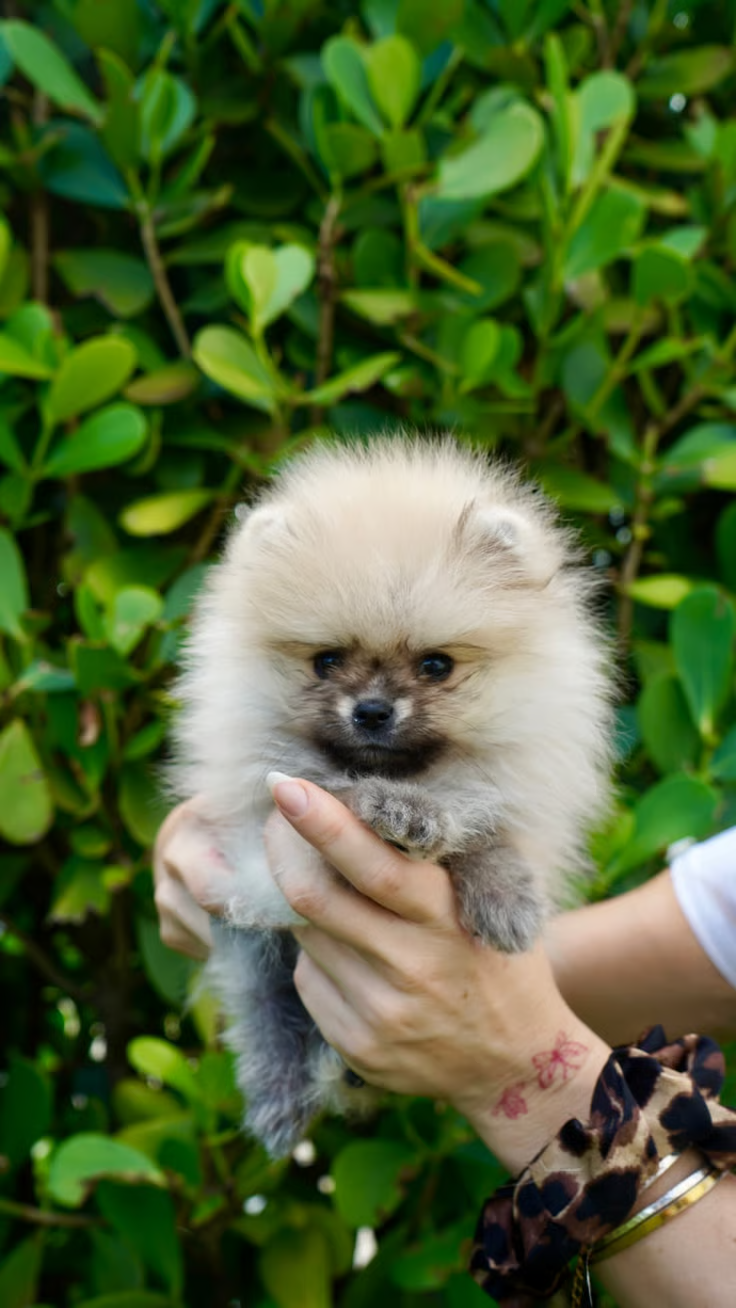 Ruby - teacup Pomeranian placed with a family