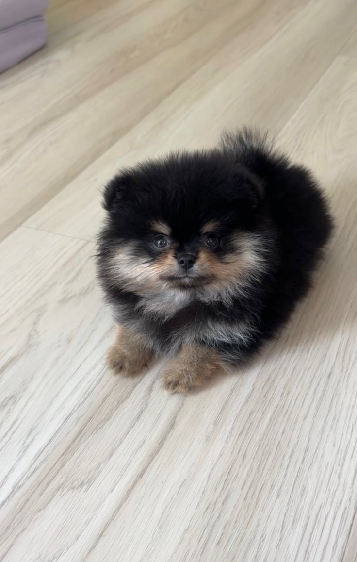 Princess - Micro Teacup Pomeranian
